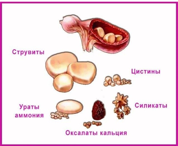Рейтинг лучших кошачьих кормов для профилактики МКБ на 2025 год Рейтинг лучших кошачьих кормов для профилактики МКБ на 2025 год