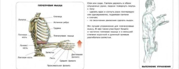 Лучшие упражнения для набора мышечной массы